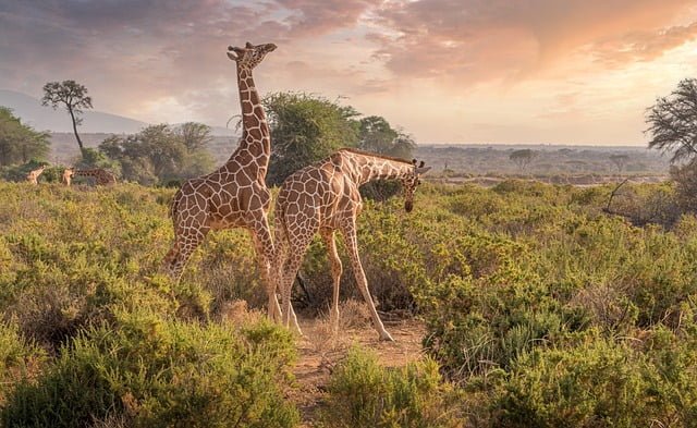 Nairobi National Park safari tour