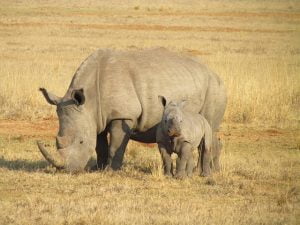 Nairobi National Park trip