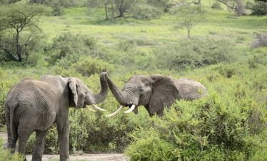 10 day Kenya and Tanzania safari tours