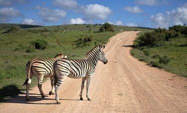 10 day Kenya and Tanzania tour