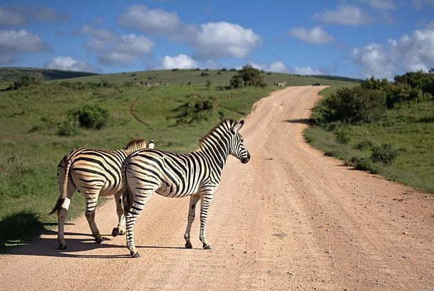 10 day Kenya and Tanzania tour