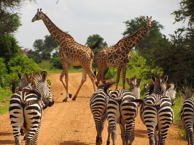 3 day Kenya safari