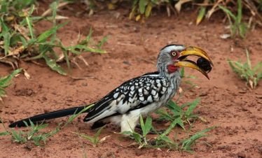 3 day Kenya tours and safaris