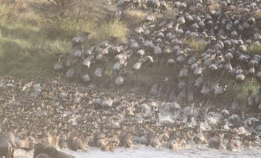 Kenya great migration safari