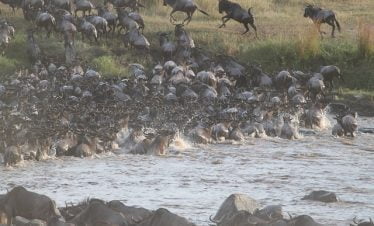 Kenya great migration tour
