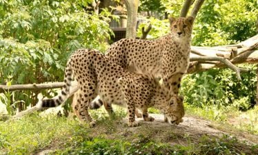 Kenya private safari tours
