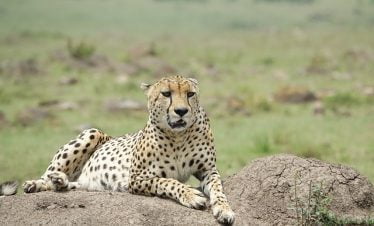 Kenya private tours