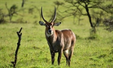 Safaris from Mombasa