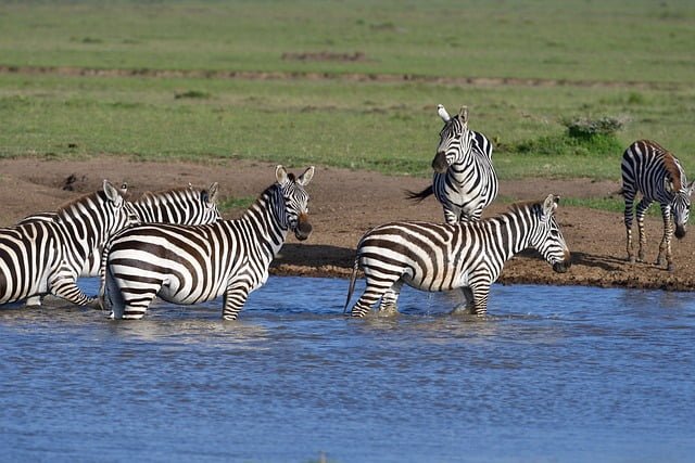 Top 10 Best Nairobi Safaris