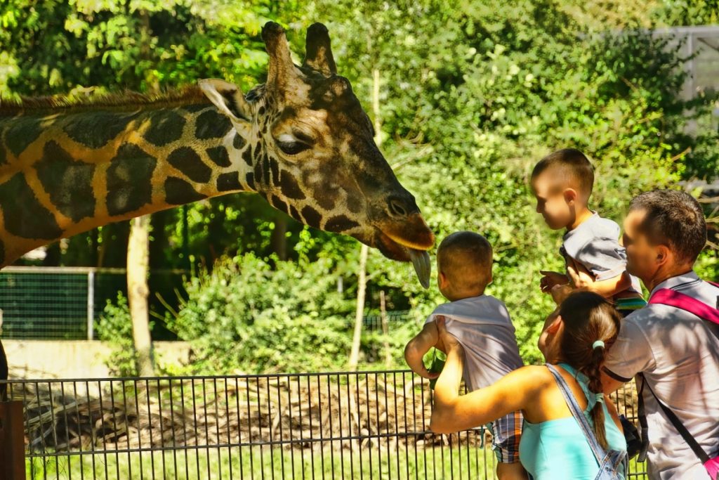 giraffe center Nairobi Kenya