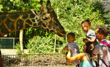 giraffe center Nairobi Kenya
