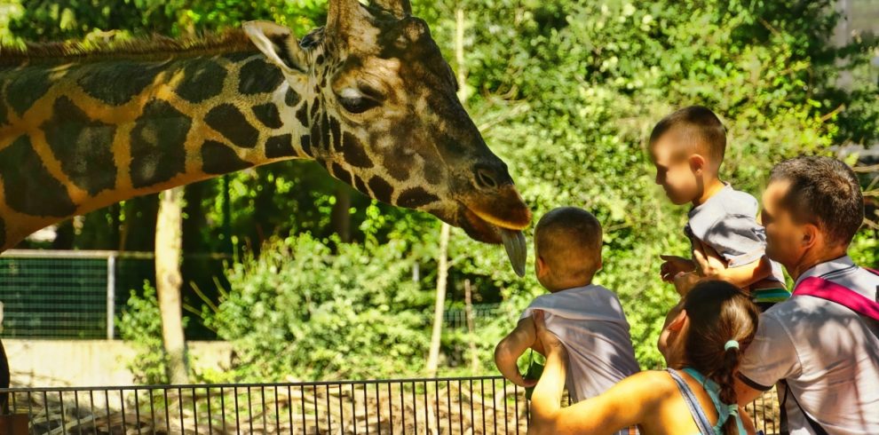 giraffe center Nairobi Kenya