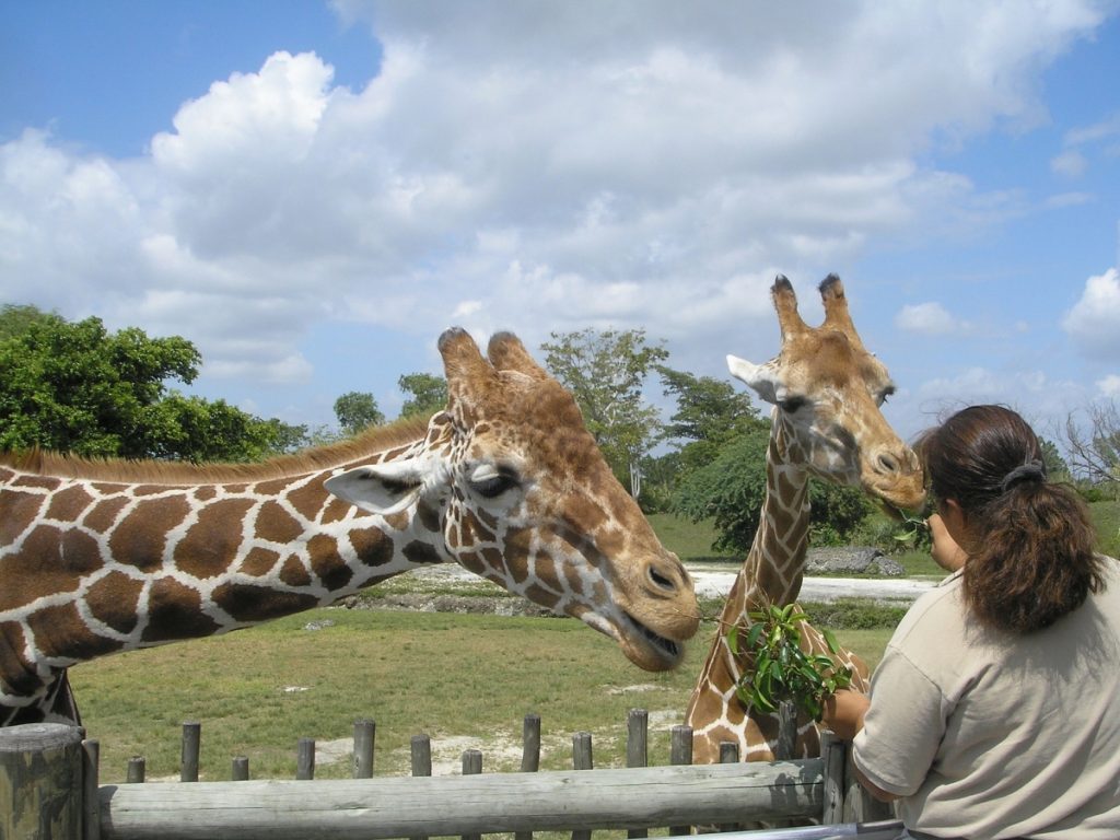 giraffe center Kenya