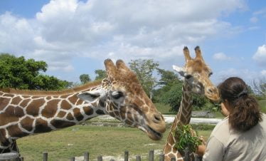 giraffe center Kenya