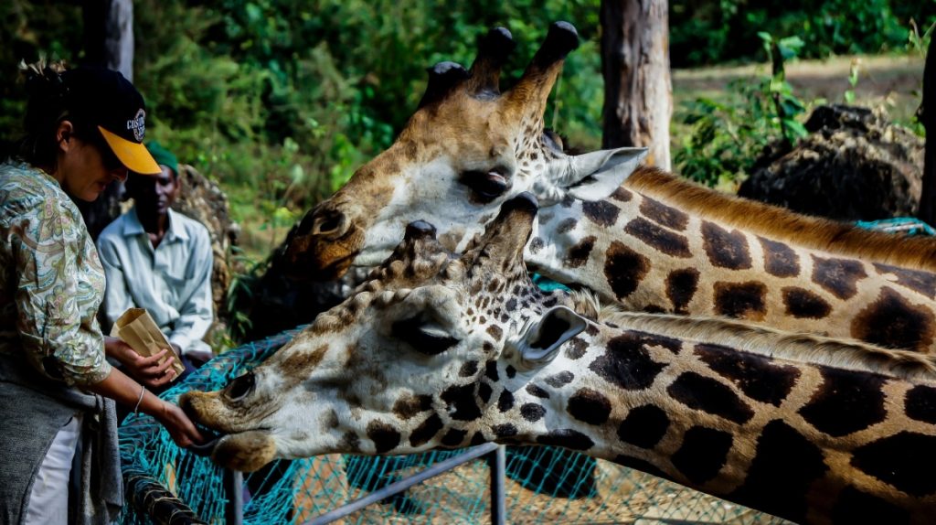 Giraffe Manor KENYA