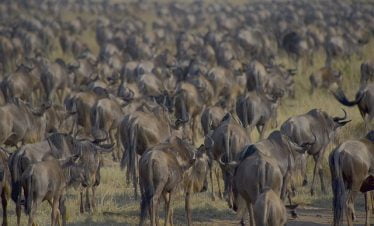 great migration Kenya safari