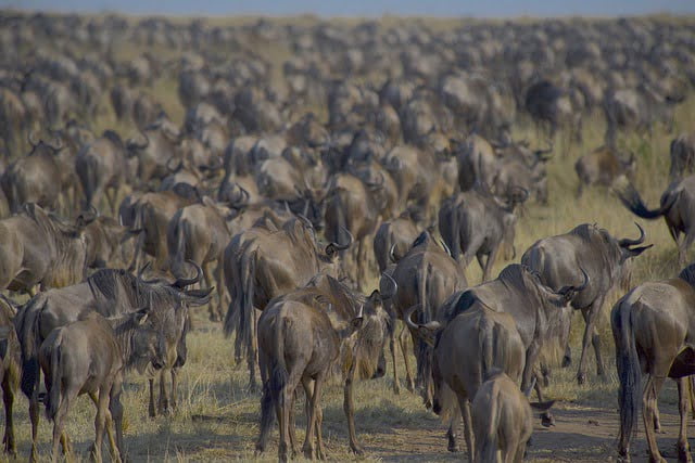 great migration Kenya safari