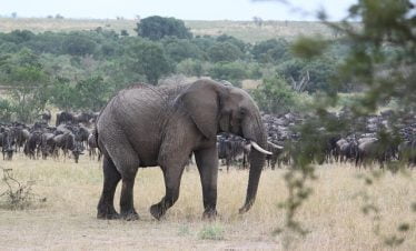 Kenya great migration tours