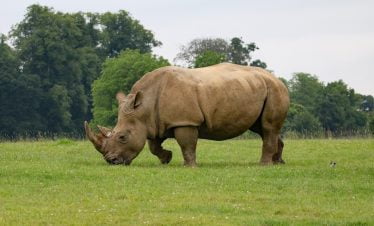 Kenya safari trip rhino