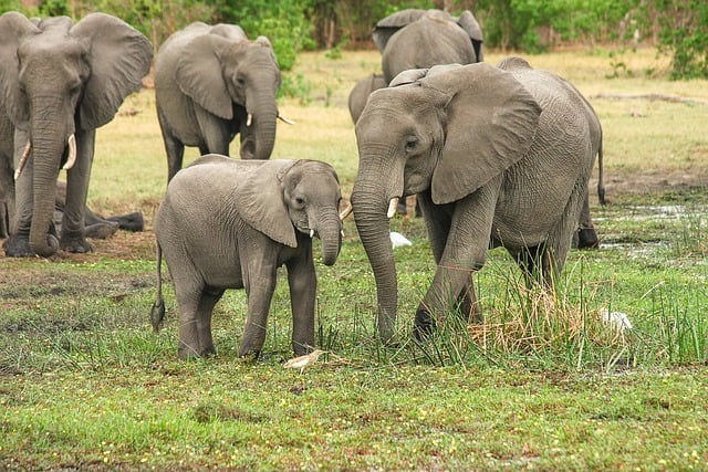 luxury safari Kenya