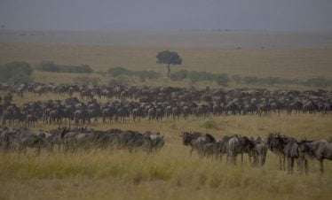 Kenya Migration Tours
