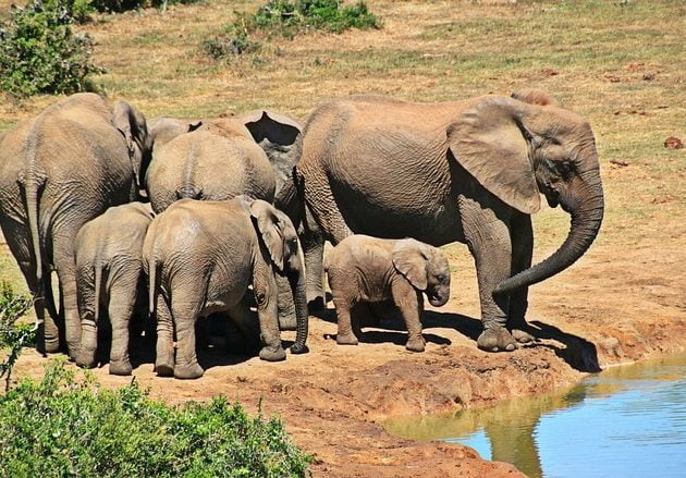 safari from Mombasa