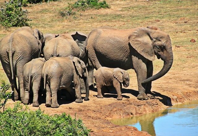 safari from Mombasa