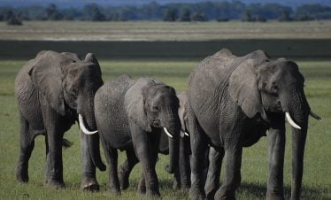 safari from Mombasa elephants
