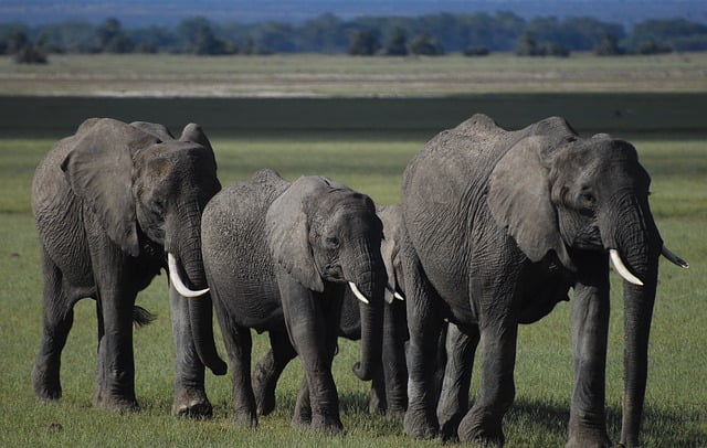 safari from Mombasa elephants