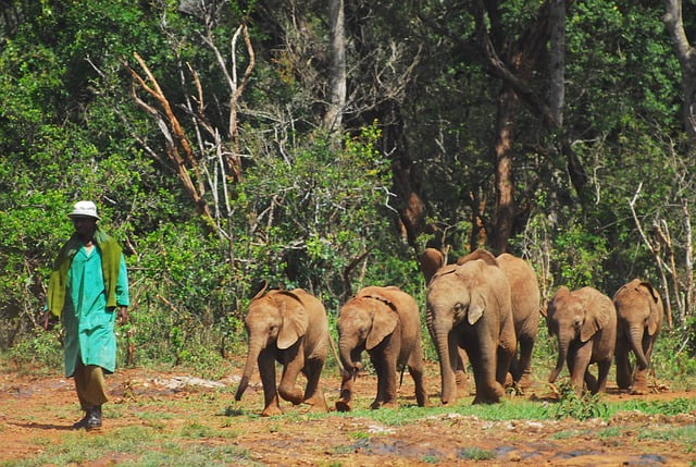 Shedrick baby elephant and rhino orphans