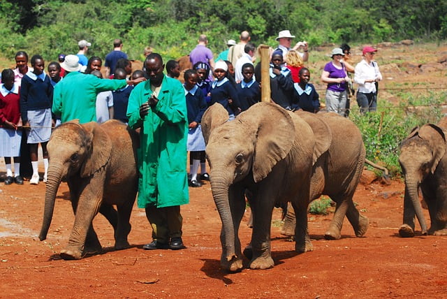 Shedrick feeding baby elephant orphan Nairobi