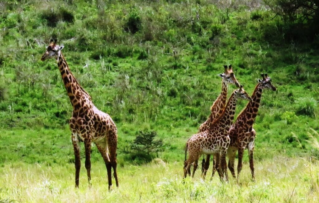 1 day safari Nairobi