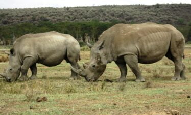 Best safari of Africa