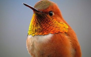 birding safari in Kenya