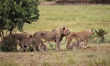 Lion safari in Masai mara Kewnya
