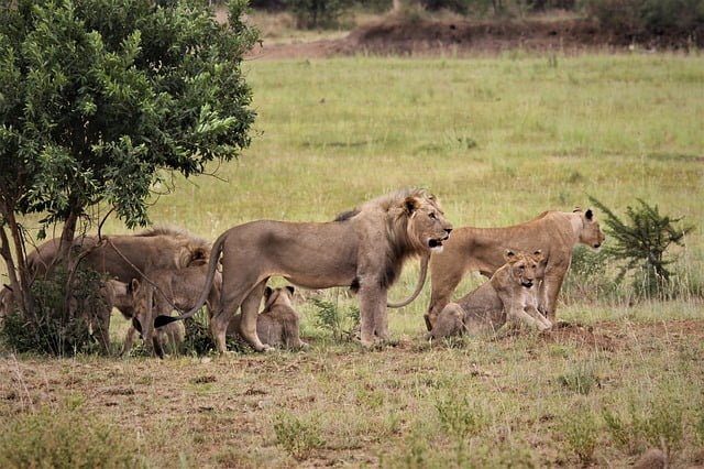 Lion safari in Masai mara Kewnya