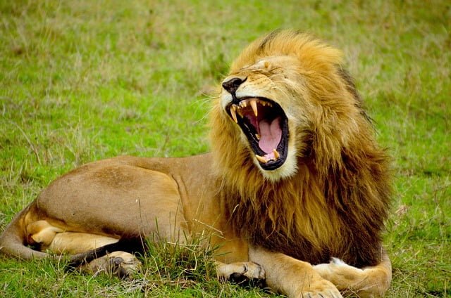 lion safari masai mara