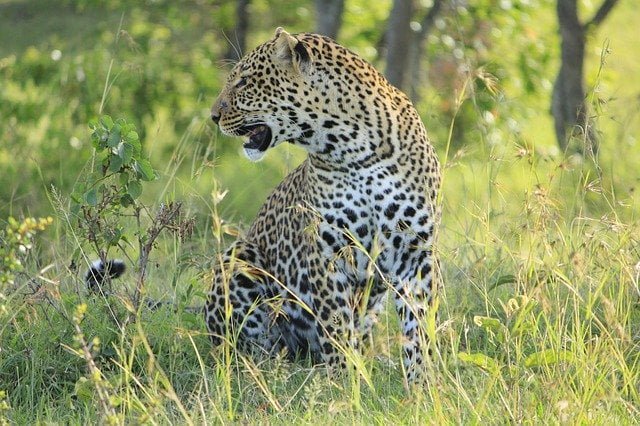 Masai mara safari