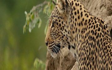 masai mara safari tours