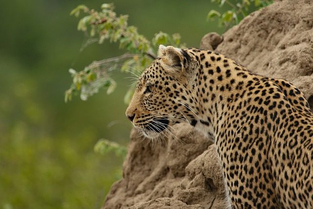 masai mara safaris