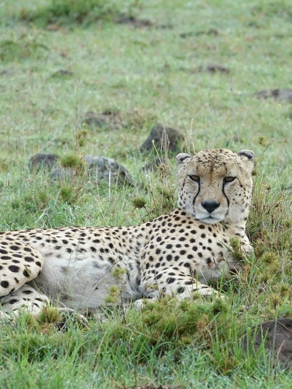 Kenya photo safari