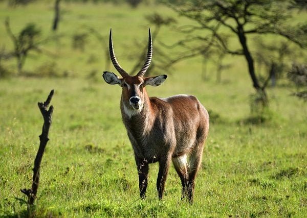 Samburu Safari Park