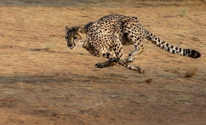 big cat tour in Kenya