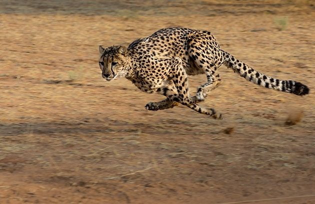 big cat tour in Kenya