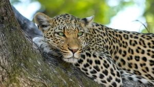 big cat tours in Kenya leopard