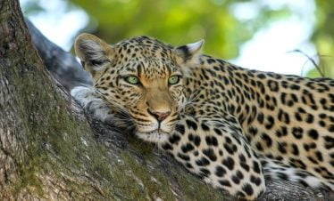 big cat tours in Kenya leopard
