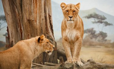 big cat tours in Kenya