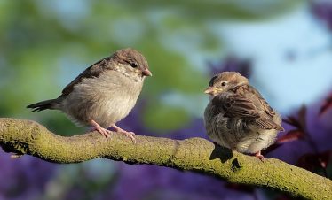 birding safari in Kenya sparrows