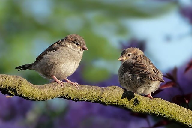 birding safari in Kenya sparrows