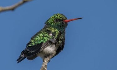 birding safari Kenya hummingbird